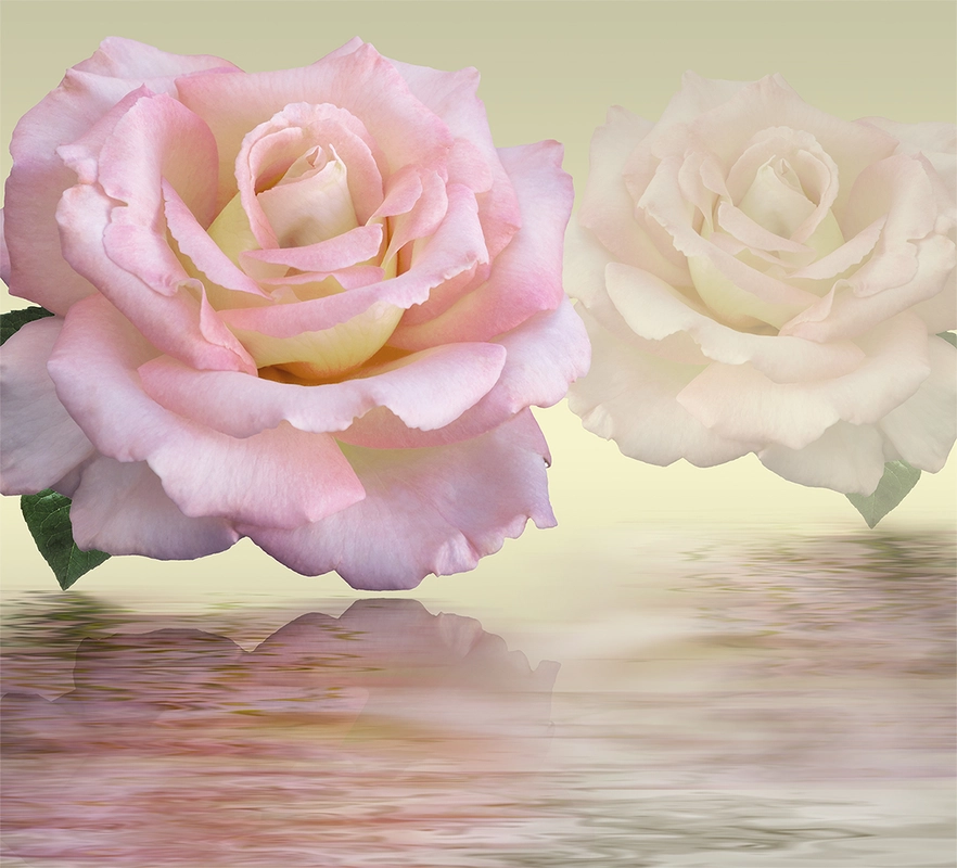 цветы, розы, лепестки, живые цветы, отражение, розовые
