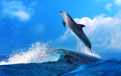 дельфин, животные, океан, волны, голубые, синие