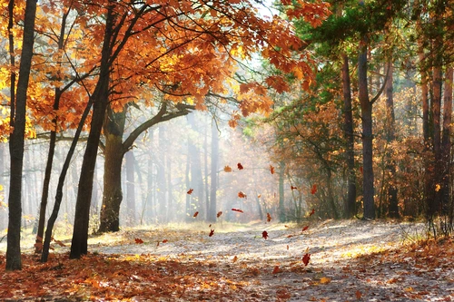 листопад, осень, лес, дорога, коричневые, желтые, белые
